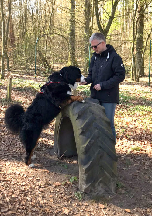 Hundephysiotherapie Rico Junghans Heimtraining